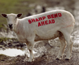 Slow down sheep